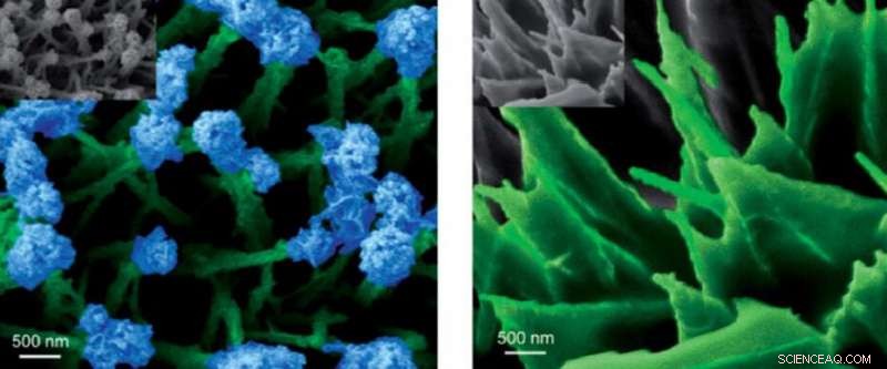 Cobalt Phosphide Nanogardens: Efficient Catalysts for Clean Hydrogen Production