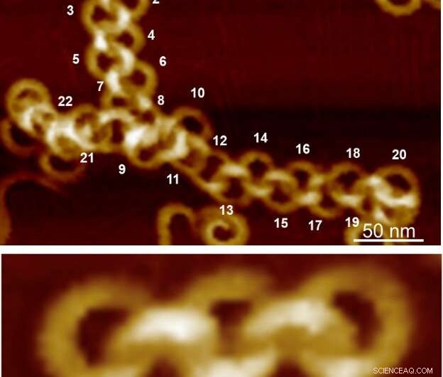 First Self-Assembled Polycatenanes Synthesized via Nano-Scale Molecular Self-Assembly