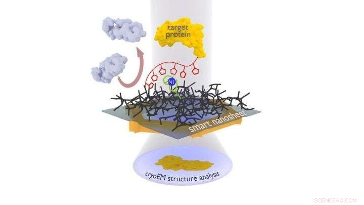 Smart Ultralight Nanosheets Precisely Capture Proteins