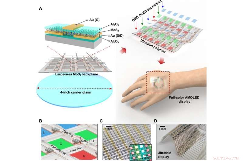 High-Performance MoS₂ AMOLED Display Integrated on Human Skin