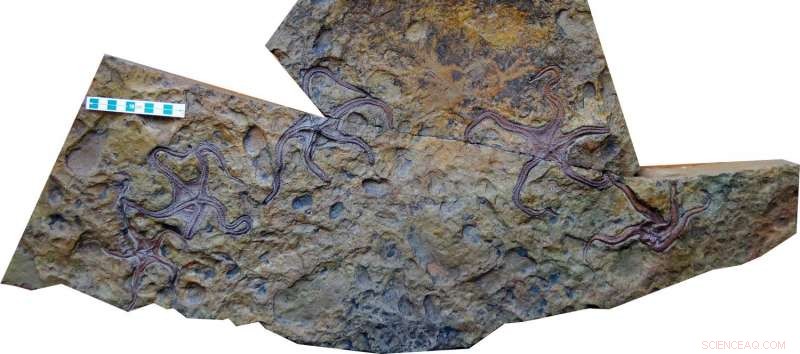 New Brittle Star Species Reveals Evolutionary Adaptations in Late Paleozoic Seas