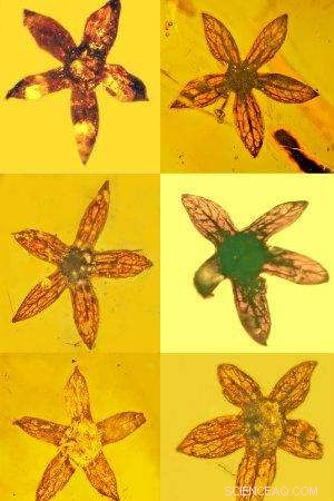 New Fossil Flower Species Discovered: Seven Complete 100‑Million‑Year‑Old Specimens Unearthed