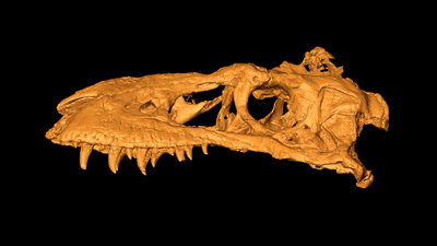 Advanced Imaging Reveals Evolutionary Secrets of a 74‑Million‑Year‑Old Tyrannosauroid Skull