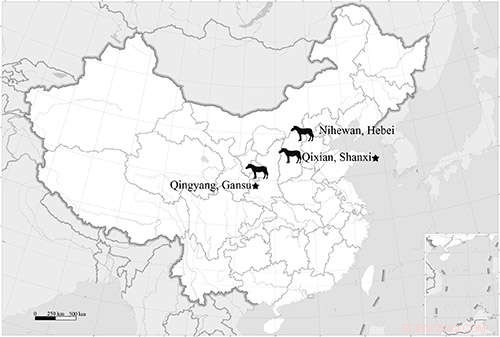 Advances in Fossil Equus Research: New Discoveries on Stenonid Horses