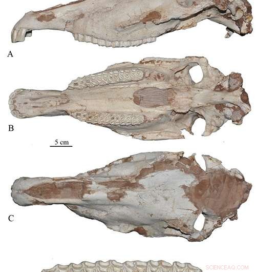 Advances in Fossil Equus Research: New Discoveries on Stenonid Horses