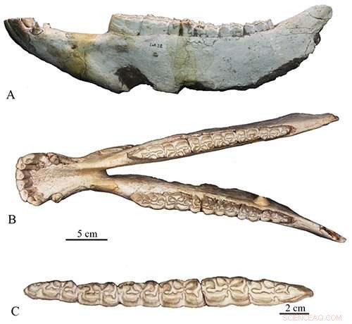 Advances in Fossil Equus Research: New Discoveries on Stenonid Horses