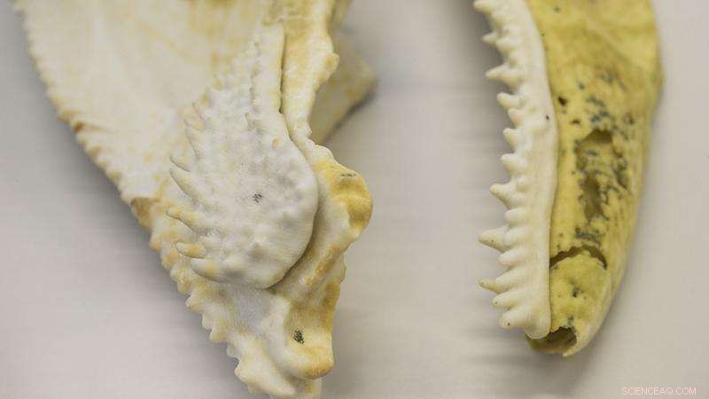 Ancient 400‑Million‑Year‑Old Fish Fossil Uncovers Jaw Structure Shared With Humans