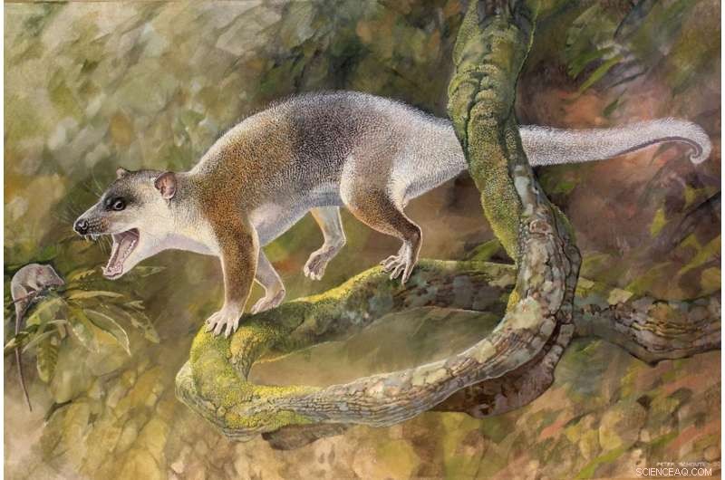 Ancient Turkish Carnivore: How a 40‑Million-Year-Old Predator Thrived Without Placental Competition