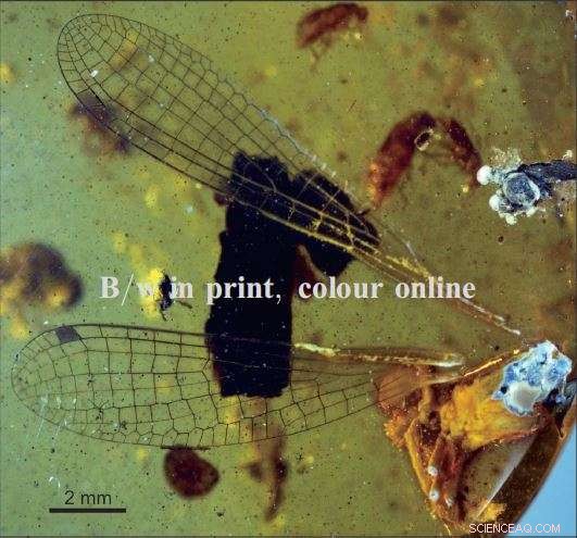 Cretaceous Damselfly Named in Honor of Sir David Attenborough