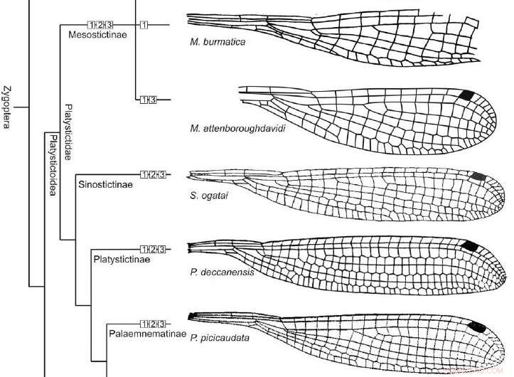 Cretaceous Damselfly Named in Honor of Sir David Attenborough