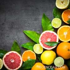 Citrus: From Ancient Luxury to Global Cash Crop