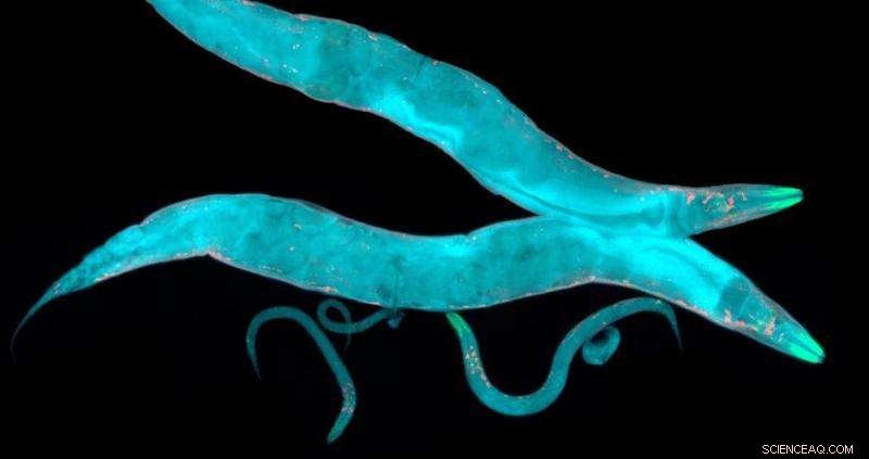 New Mathematical Model Deciphers How C. elegans Makes Eating Decisions