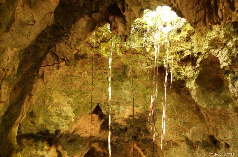 Indian Ocean Trade in the 7th–8th Centuries Brought Chickens and Black Rats to East Africa