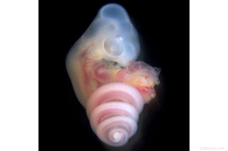 Unveiling the Evolutionary Mechanisms Behind Hindlimb Positioning in Tetrapods