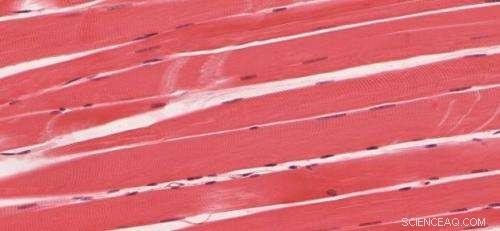 Scientists Trace Ancient Roots of Unique Mammalian Perineal Musculature