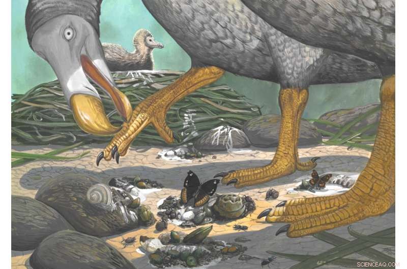 Unveiling the Dodo: Myths, Misconceptions, and the Truth Behind the Extinct Bird