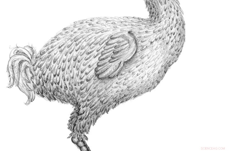 Unveiling the Dodo: Myths, Misconceptions, and the Truth Behind the Extinct Bird