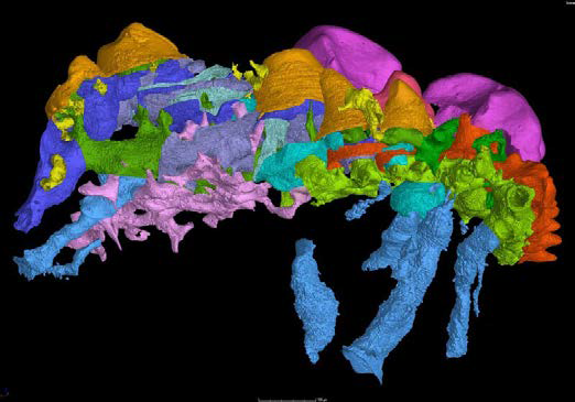 New Fossil Evidence Supports Outside‑In Theory for Tooth Evolution