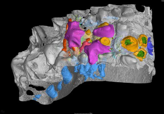 New Fossil Evidence Supports Outside‑In Theory for Tooth Evolution