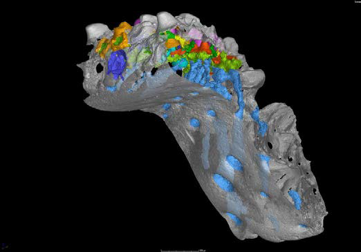 New Fossil Evidence Supports Outside‑In Theory for Tooth Evolution