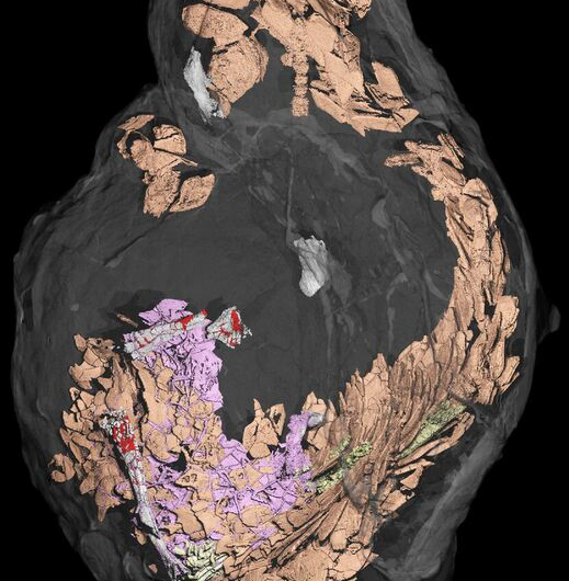 Revealing Ancient Diets: 3‑D Scanning of Fossilized Feces (Coprolites)