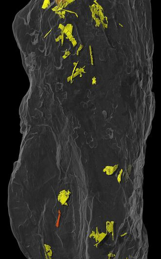 Revealing Ancient Diets: 3‑D Scanning of Fossilized Feces (Coprolites)