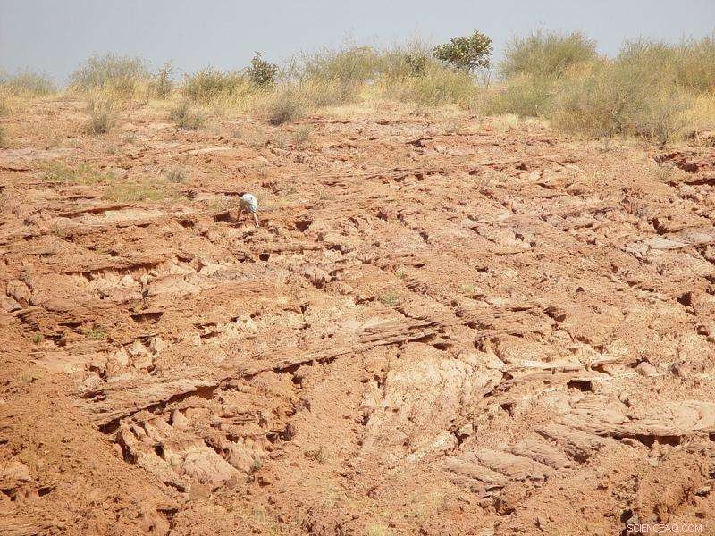 New Titanosaur Species Unearthed in Tanzania