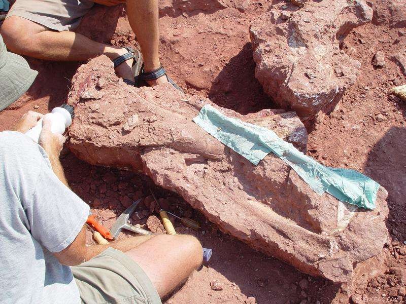 New Titanosaur Species Unearthed in Tanzania