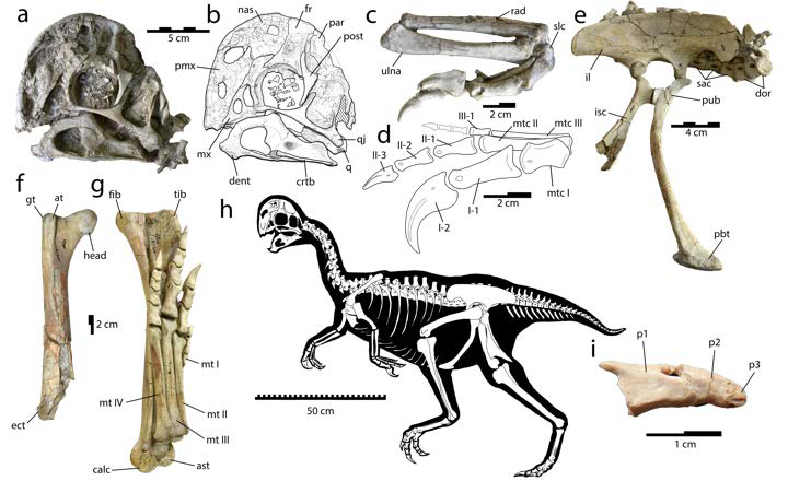 New Dinosaur Species Discovered Roosting Together, Resembling Modern Birds