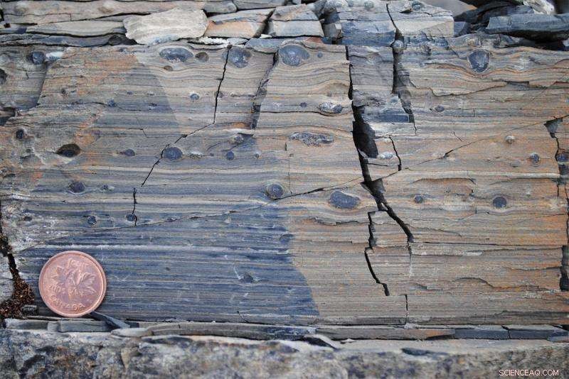 Ocean Alkalization Drives Evolution of Bones and Shells