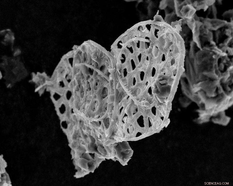 Ocean Alkalization Drives Evolution of Bones and Shells