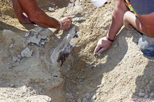 Construction Crew Uncovers Triceratops Skeleton in Colorado—A Rare Fossil Discovery