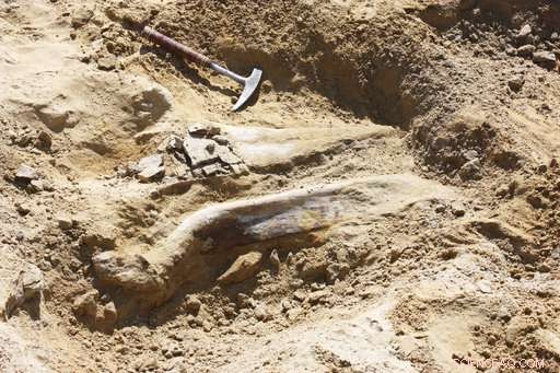 Construction Crew Uncovers Triceratops Skeleton in Colorado—A Rare Fossil Discovery