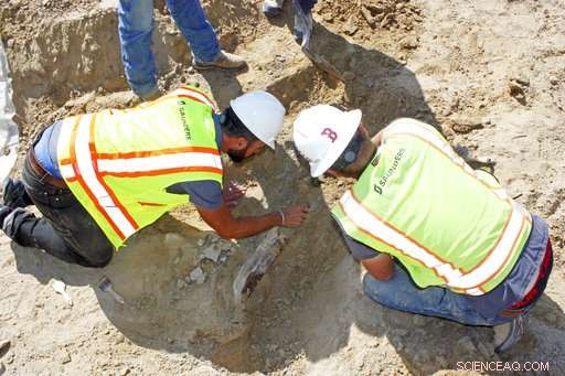 Construction Crew Uncovers Triceratops Skeleton in Colorado—A Rare Fossil Discovery
