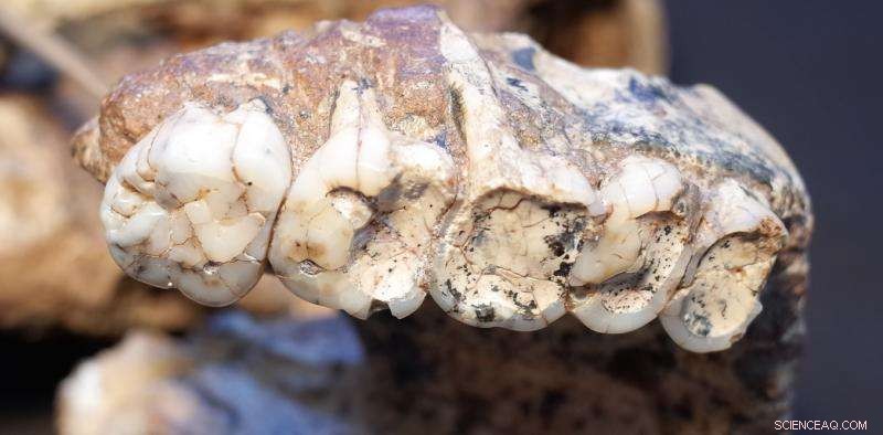 Uncovering Our Ancestors: How Teeth Reveal Their Secret Lives