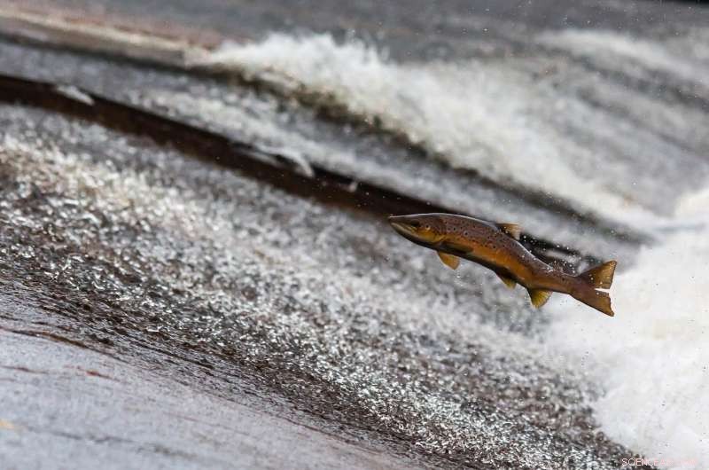 Revisiting the Fish Family Tree: Living Fossil Polypterids Proven Younger Than Believed