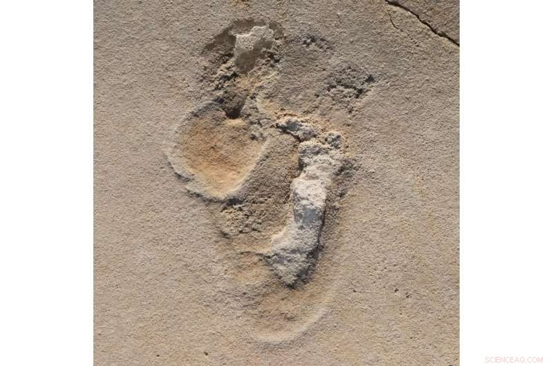 Crete Fossil Footprints Prompt Rethink of Human Evolution