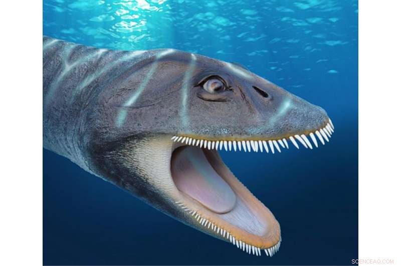 33-Year-Old Plesiosaur Fossil Reveals Surprising Convergent Evolution