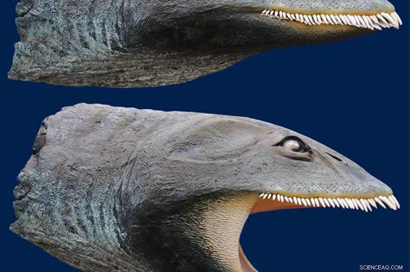 33-Year-Old Plesiosaur Fossil Reveals Surprising Convergent Evolution