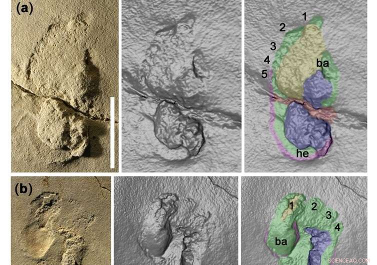 New Crete Footprint Discovery Suggests Human‑Like Ancestors Roamed 6 Million Years Ago