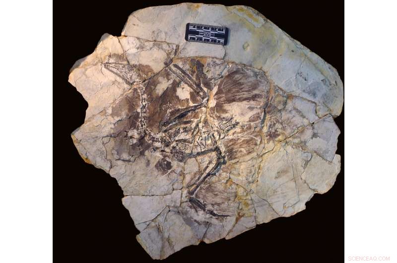 Study Investigates Why Fossilized Hairs Are Exceptionally Rare