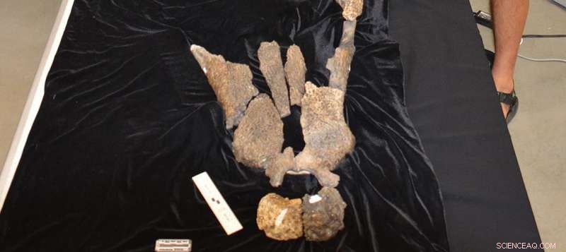 Scientists Discover Deltasuchus motherali: A New Giant Prehistoric Crocodile Species