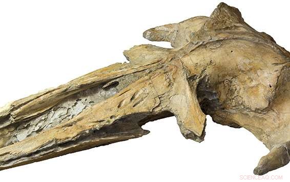 Peruvian Whale Fossil Illuminates Ancient Baleen Whale Evolution