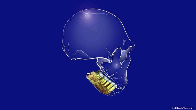 What Homo naledi Dental Remains Reveal About Human Evolution