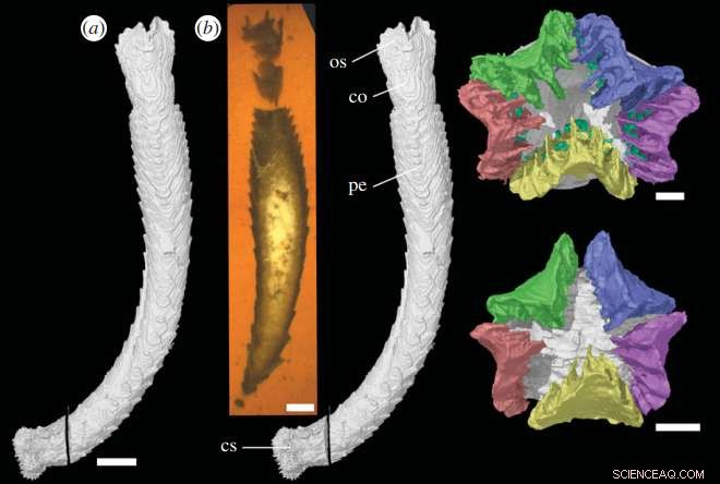 New Fossil Reveals a 430‑Million‑Year‑Old Extinct Echinoderm in England