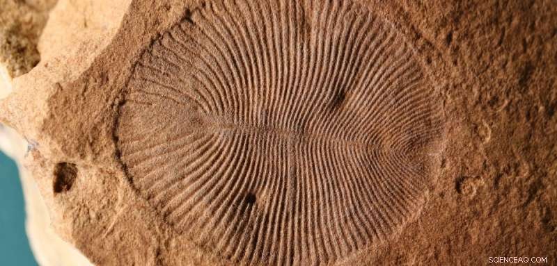 New Study Confirms Dickinsonia, a 550‑Million‑Year‑Old Fossil, Was a True Animal