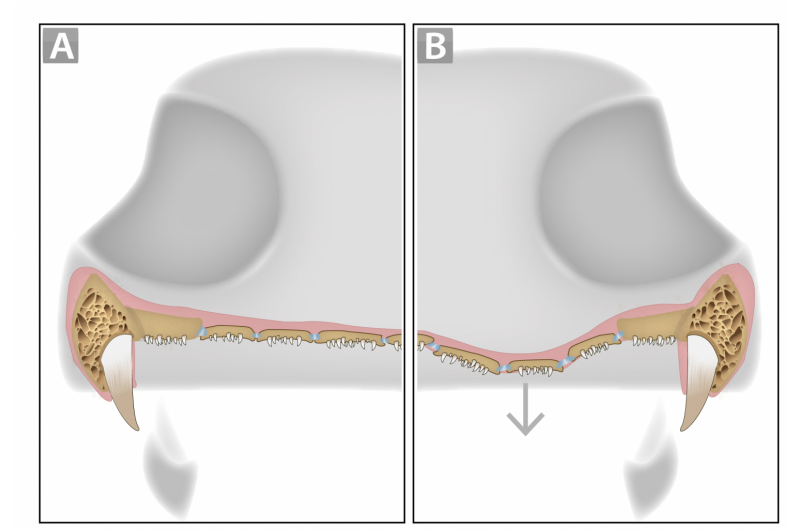 Ancient Amphibian Cacops: A Jaw Packed with Teeth and Fangs