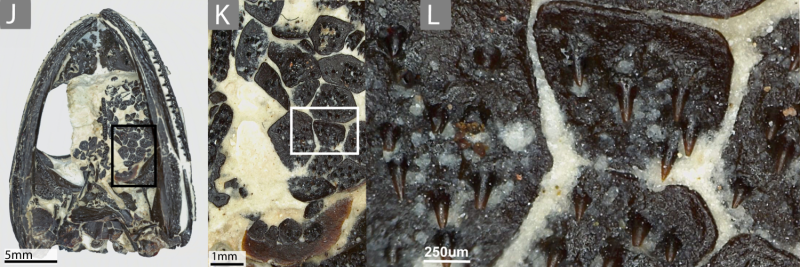 Ancient Amphibian Cacops: A Jaw Packed with Teeth and Fangs