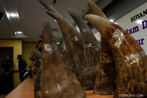 Rhino Horn Smugglers Shift to Jewelry Trade, New TRAFFIC Report Finds