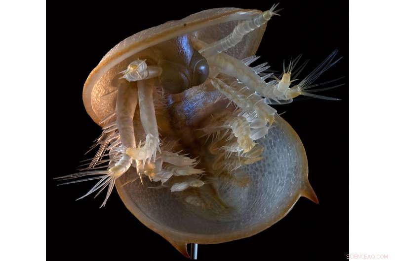 Agnostus pisiformis: How a Key Fossil Unlocks Scientific Secrets